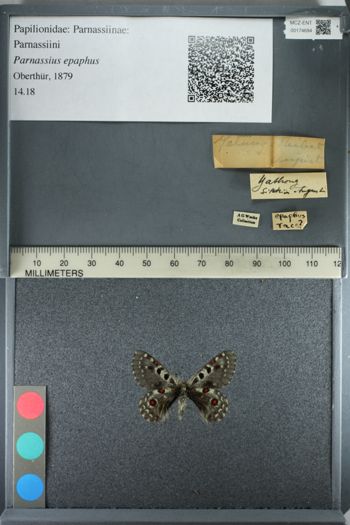 Media type: image;   Entomology 174694